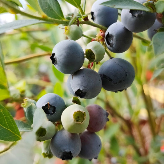 Miniblue blueberries