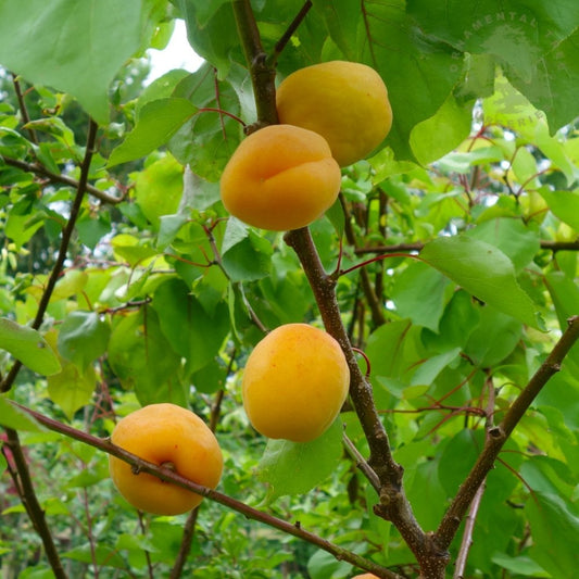 Moorpark Apricot tree