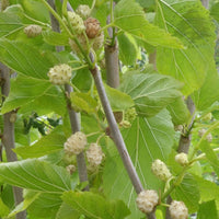 Morus alba 'Pyramidalis' Upright White Mulberry tree