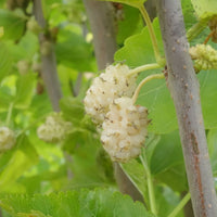 Morus alba 'Pyramidalis' White Mulberries