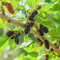 Morus nigra Black Mulberry tree