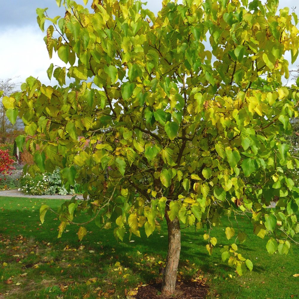 Morus nigra Black Mulberry tree