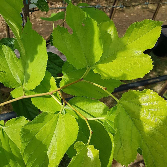 Morus nigra 'Wellington' Mulberry tree