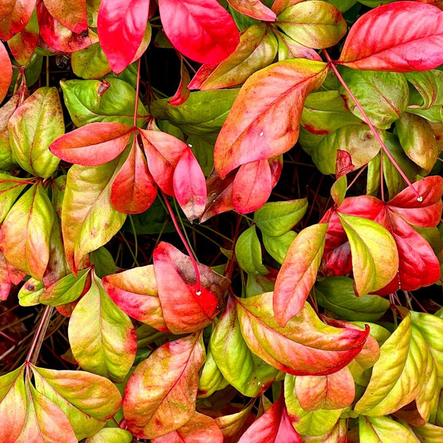 Nandina domestica Firepower Heavenly Bamboo