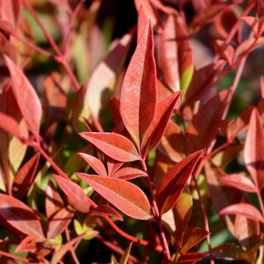 Nandina domestica Gulf Stream Bamboo