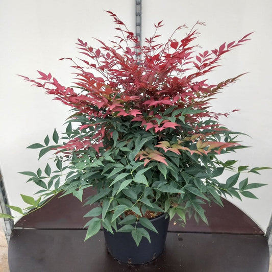 Nandina domestica 'Obsessed'