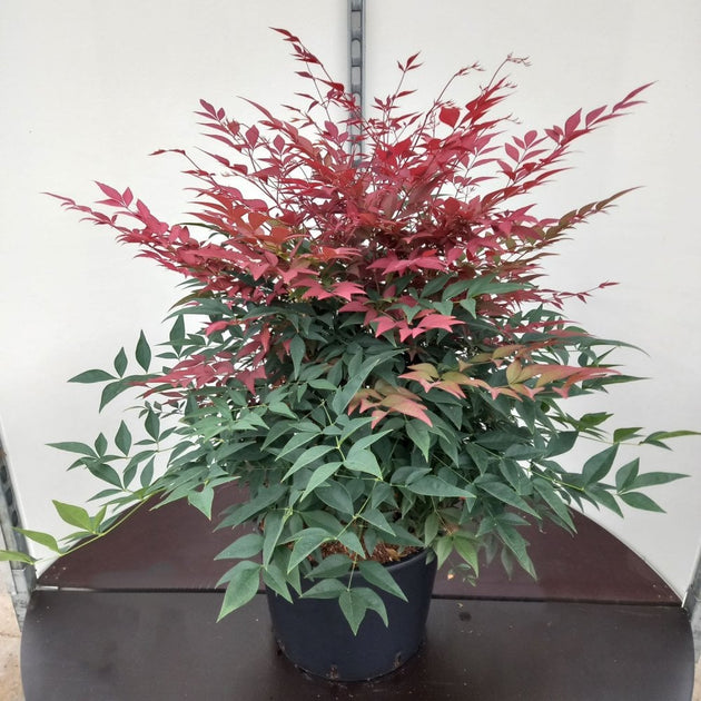 Nandina domestica 'Obsessed'