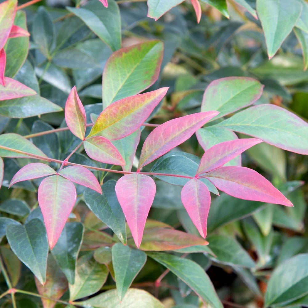 Nandina domestica 'Obsessed'