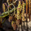 Native Alder hedging Bundle