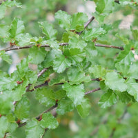 Nothofagus antarctica tree