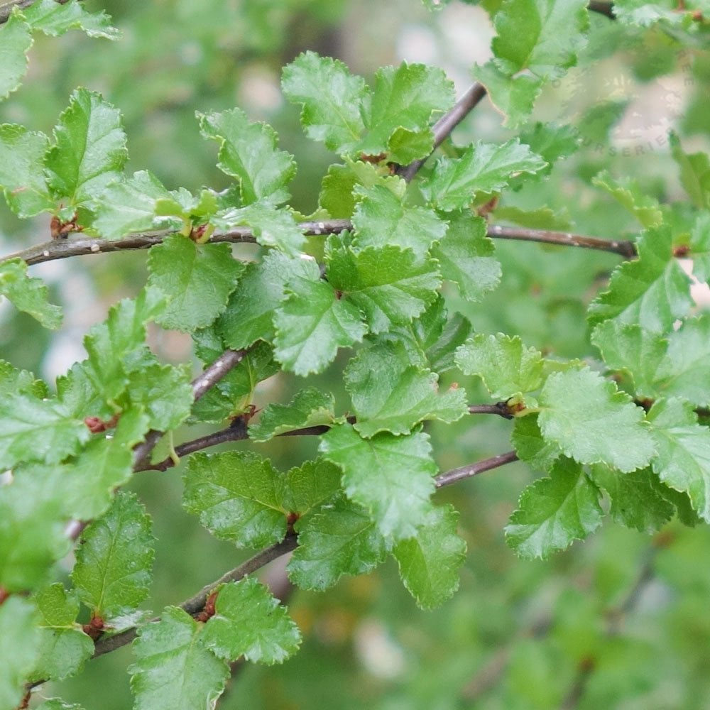 Nothofagus antarctica tree