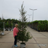 Mature Nothofagus antarctica tree