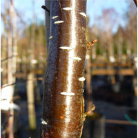 Nothofagus antarctica bark