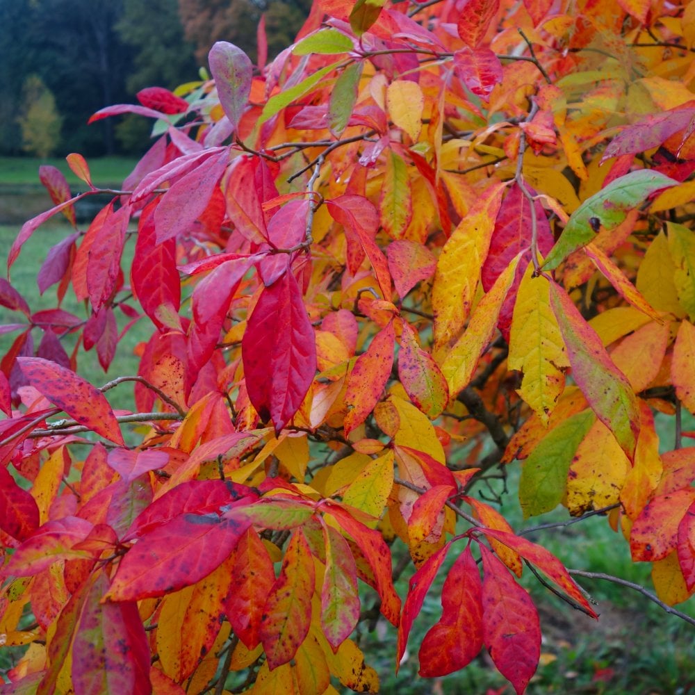 Nyssa sylvatica autumn foliage