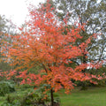 Nyssa sylvatica Tupelo tree