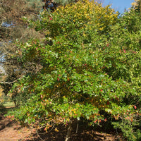 Nyssa sylvatica Tupelo tree in summer