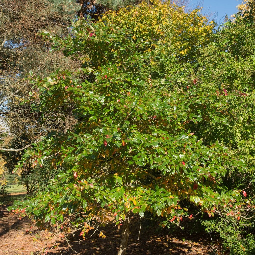 Nyssa sylvatica Tupelo tree in summer