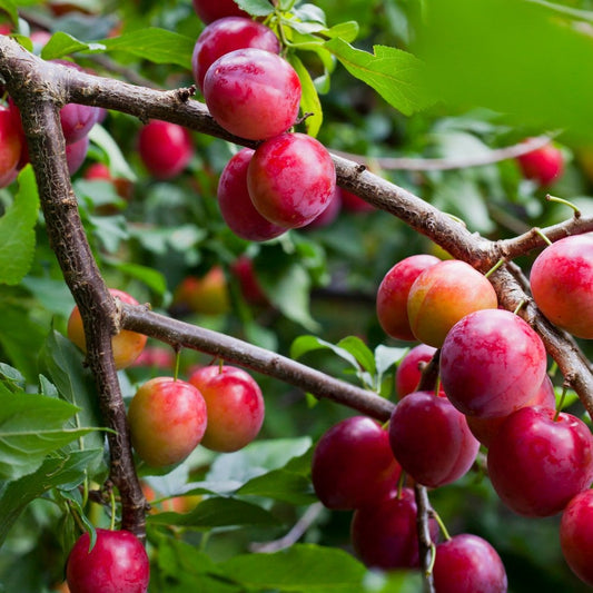 Opal Plum tree