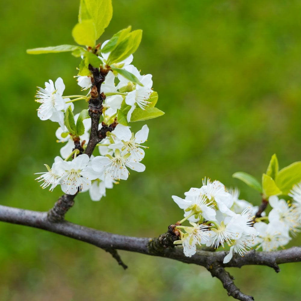 Opal Plum Tree | Young & Mature Plum Trees For Sale – Ornamental Trees