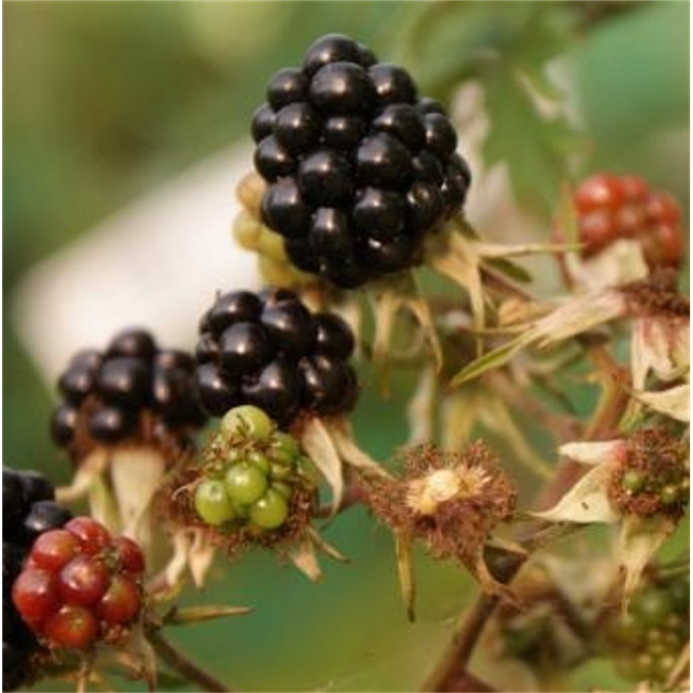 Oregon Thornless Blackberries