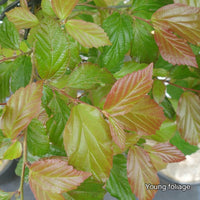 Parrotia persica 'Bella' Persian Ironwood