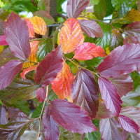 Parrotia persica 'Bella' Persian Ironwood