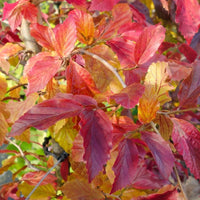 Parrotia persica 'Bella' Persian Ironwood autumn foliage