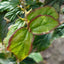 Parrotia persica 'Persian Spire'