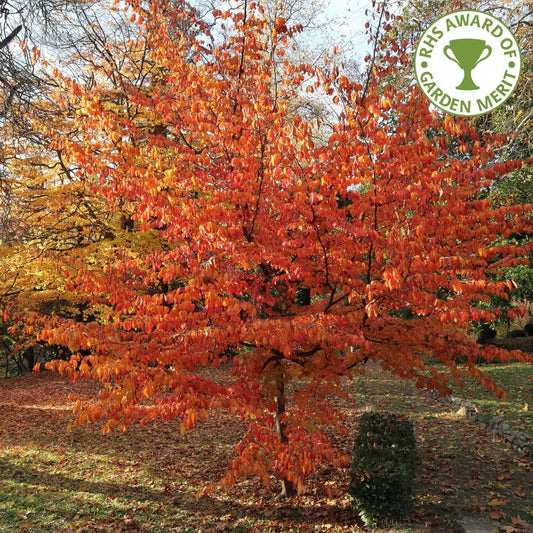 Parrotia persica Tree