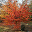 Parrotia persica Persian Ironwood