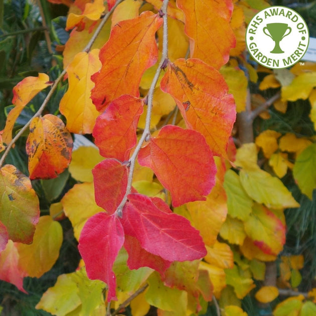 Parrotia persica 'Vanessa' Persian Ironwood