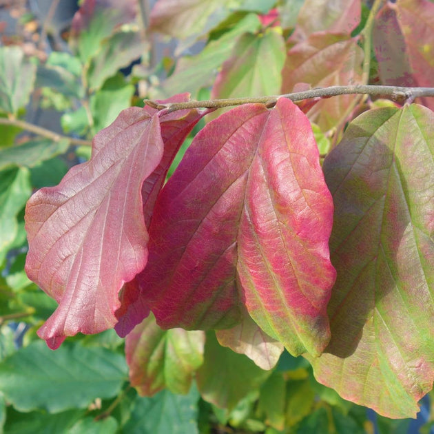 Parrotia persica 'Vanessa' Persian Ironwood autumn colour