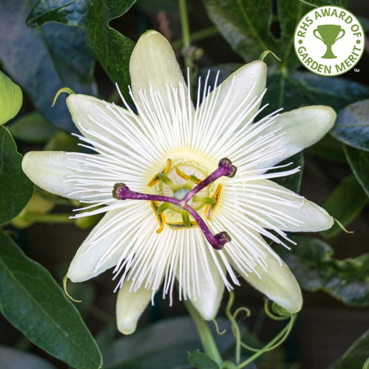 'Constance Eliott' passion flowers