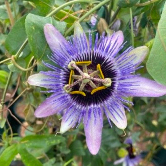 Passion Flower 'Damsel's Delight'