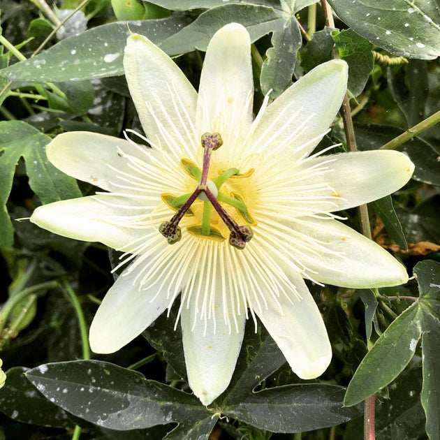 Passiflora 'Snow Queen' Passion Flower