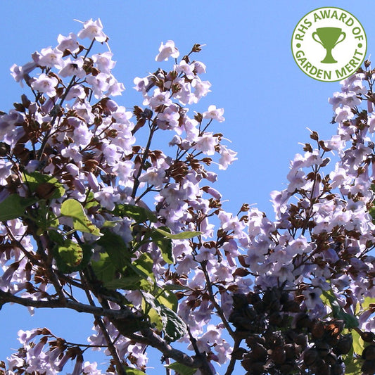 Paulownia tomentosa tree