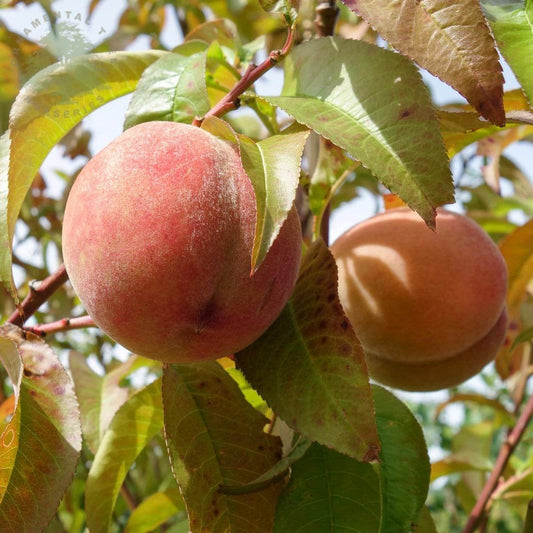 Peregrine Peach tree