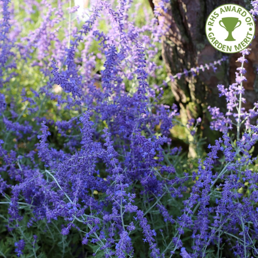 Perovskia Atriplicifolia 'Blue Spire'