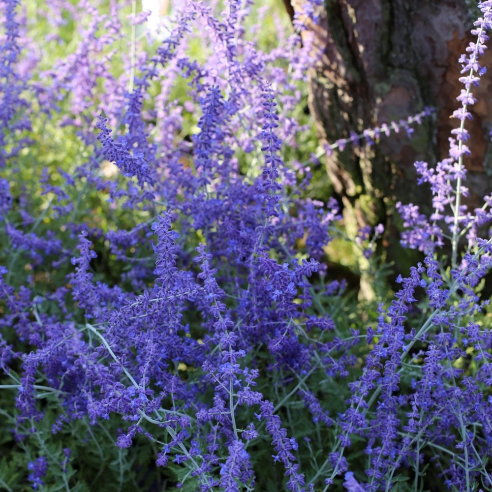 Perovskia Atriplicifolia 'Blue Spire'