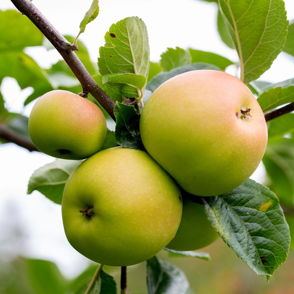 Peter's Gold™ Apple tree