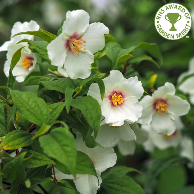 Mock Orange Belle Etoile flowers