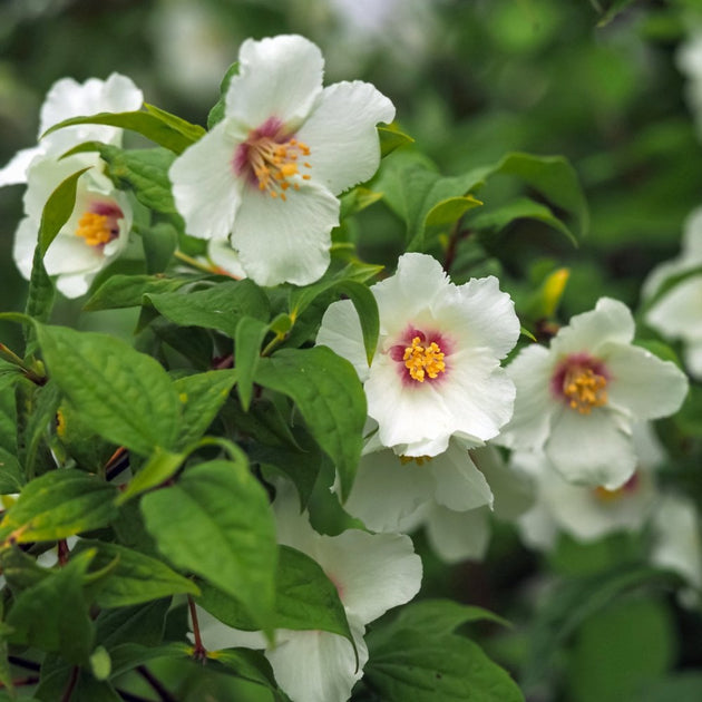 Mock Orange Belle Etoile flowers