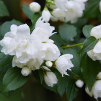 Snowbelle Mock Orange