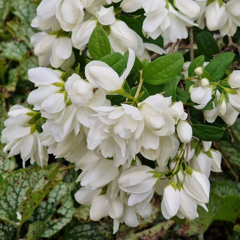 Snowbelle Philadelphus flowers