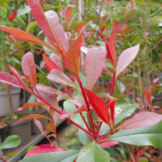 Photinia × fraseri 'Carré Rouge'