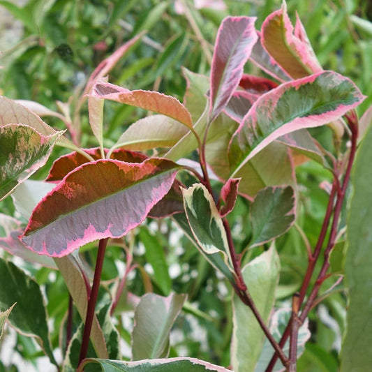 Photinia fraseri Louise