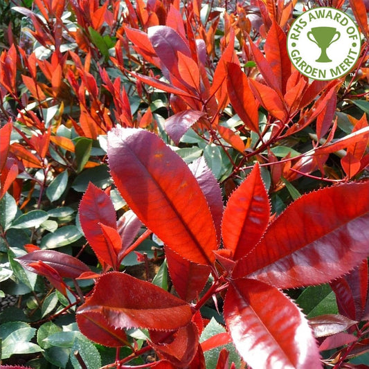 Photinia × fraseri 'Red Robin' tree