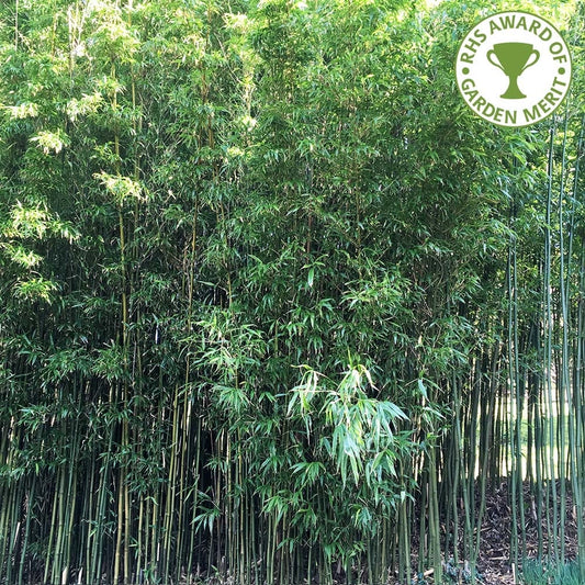 Phyllostachys aurea