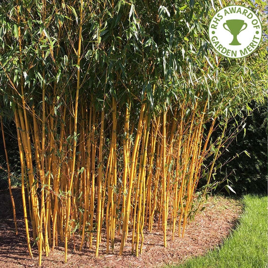 Golden Bamboo canes of Phyllostachys aureosulcata spectabilis