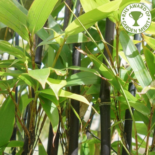 Phyllostachys nigra black Bamboo